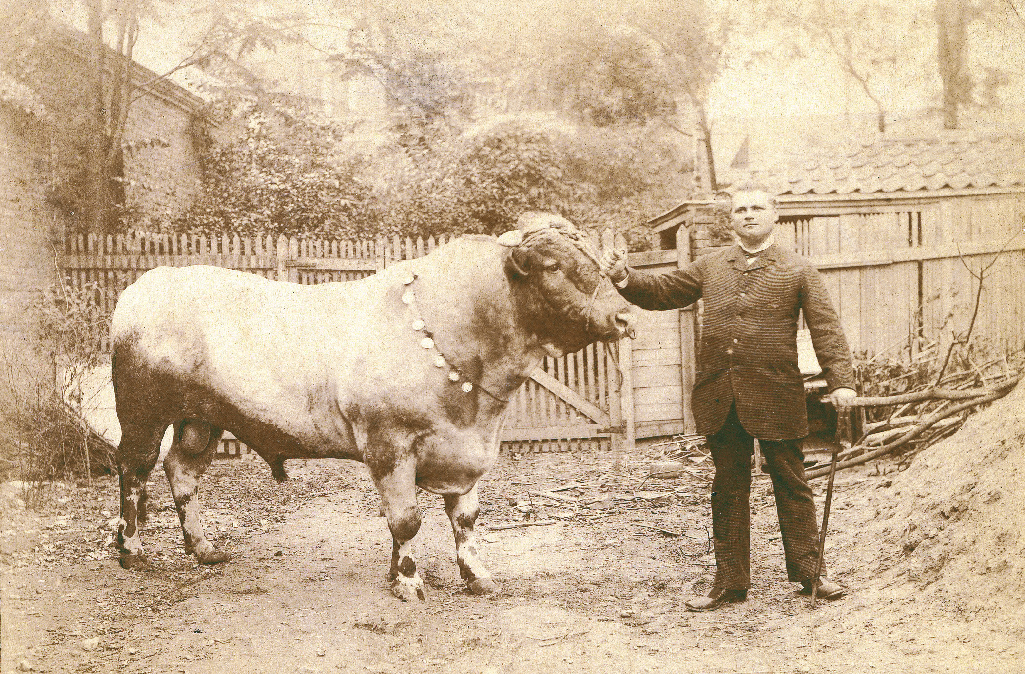 Aagje van Jan Stapel uit Oudendijk, Amerikaanse koeienkopers uit de 19e eeuw